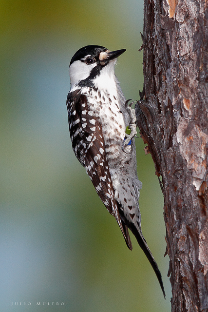 A red-cockaded woodpecker on a tree looking at the camera